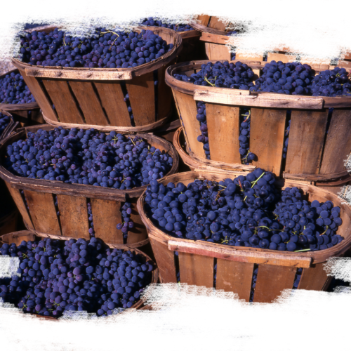 Regiony winiarskie: Rioja