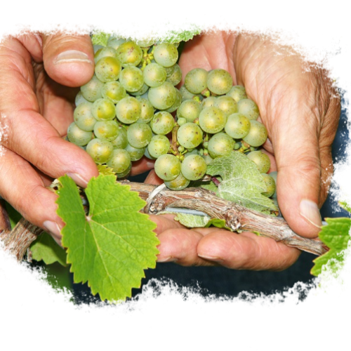 Lubicie? Szczep Sauvignon Blanc